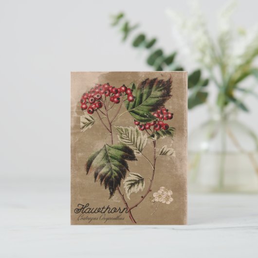 ヴィンテージのスタイルのホーソーンの木の果実の郵便はがき ポストカード (スタンド正面)