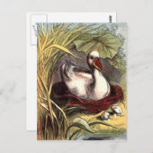 ヴィンテージのダック ポストカード (正面/裏面)