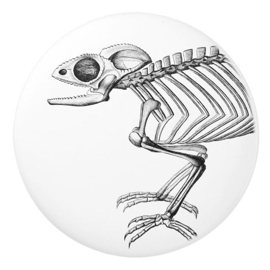 ヴィンテージのトカゲの骨組ノブ セラミックノブ (正面)