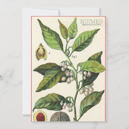 ヴィンテージのニクズクの植物のフルーツの種、食糧ハーブのスパイス (正面)