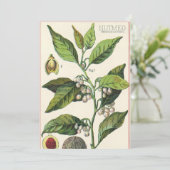 ヴィンテージのニクズクの植物のフルーツの種、食糧ハーブのスパイス (スタンド正面)