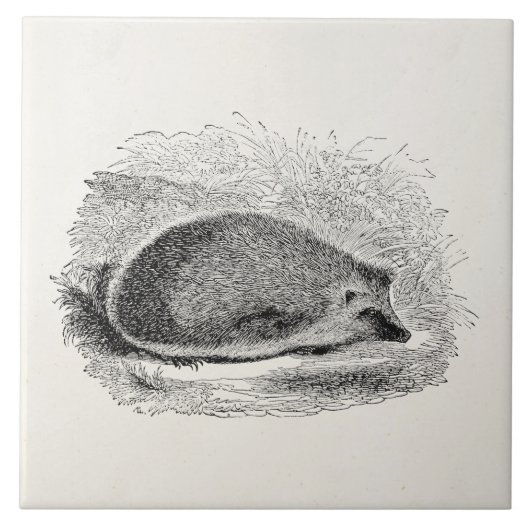 ヴィンテージのハリネズミの19世紀のハリネズミのイラストレーション タイル (正面)