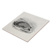 ヴィンテージのハリネズミの19世紀のハリネズミのイラストレーション タイル (側面)