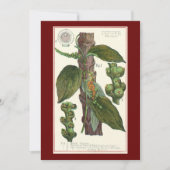 ヴィンテージのハーブ香辛料、黒胡椒の植物 (正面)