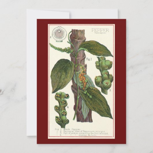 ヴィンテージのハーブ香辛料、黒胡椒の植物 (正面)