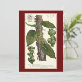 ヴィンテージのハーブ香辛料、黒胡椒の植物 (スタンド正面)