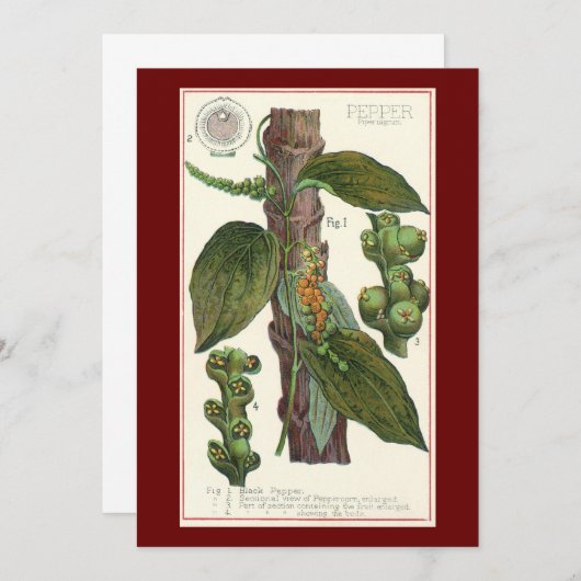 ヴィンテージのハーブ香辛料、黒胡椒の植物 (正面/裏面)