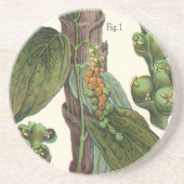 ヴィンテージのハーブ香辛料、黒胡椒の植物 コースター (正面)