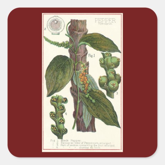 ヴィンテージのハーブ香辛料、黒胡椒の植物 スクエアシール (正面)