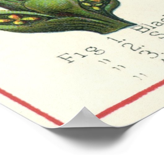 ヴィンテージのハーブ香辛料、黒胡椒の植物 ポスター (角)