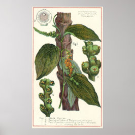 ヴィンテージのハーブ香辛料、黒胡椒の植物 ポスター