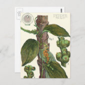 ヴィンテージのハーブ香辛料、黒胡椒の植物 ポストカード (正面/裏面)