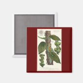 ヴィンテージのハーブ香辛料、黒胡椒の植物 マグネット (正面/裏面)