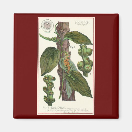 ヴィンテージのハーブ香辛料、黒胡椒の植物 マグネット (正面)