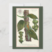 ヴィンテージのハーブ香辛料、黒胡椒の植物 招待状 (正面)