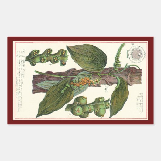 ヴィンテージのハーブ香辛料、黒胡椒の植物 長方形シール (正面)