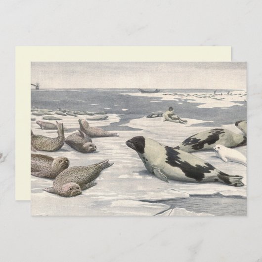 ヴィンテージのハープシール北極雪Louis Fuertes (正面/裏面)