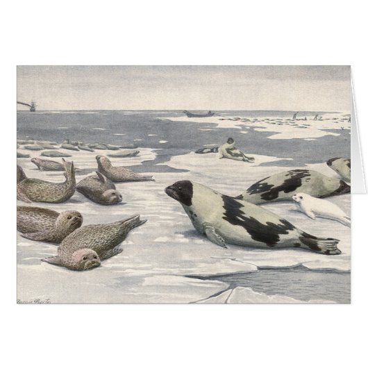 ヴィンテージのハープシール北極雪Louis Fuertes (正面横)