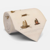 ヴィンテージのバッタの図表(1875年) ネクタイ (ロール)