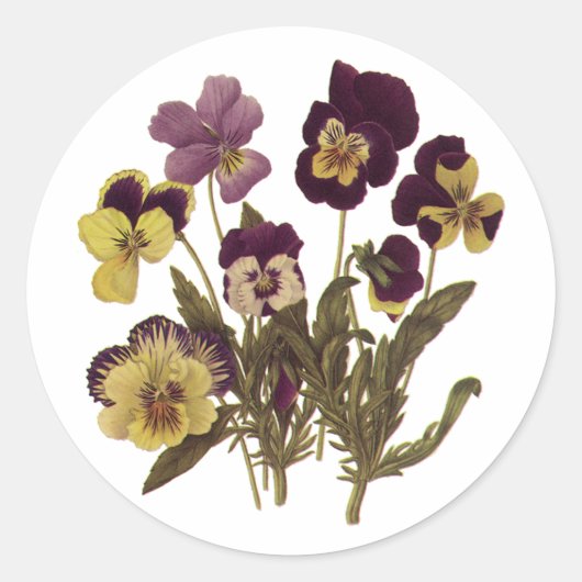 ヴィンテージのパンジー開花、庭の花 ラウンドシール (正面)