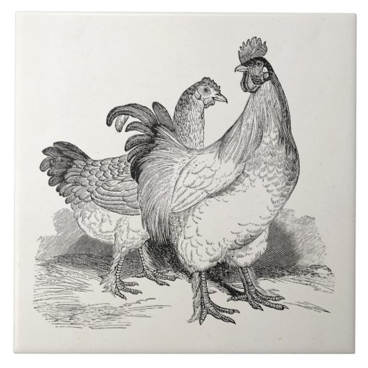 ヴィンテージのパーソナライズな鶏のオンドリのコシャンの鳥 タイル (正面)