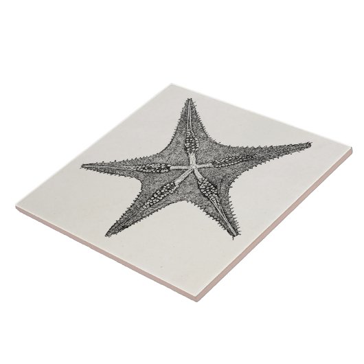 ヴィンテージのヒトデの旧式な星の魚のテンプレート タイル (側面)