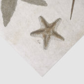 ヴィンテージのヒトデ分離 薄葉紙 (詳細)