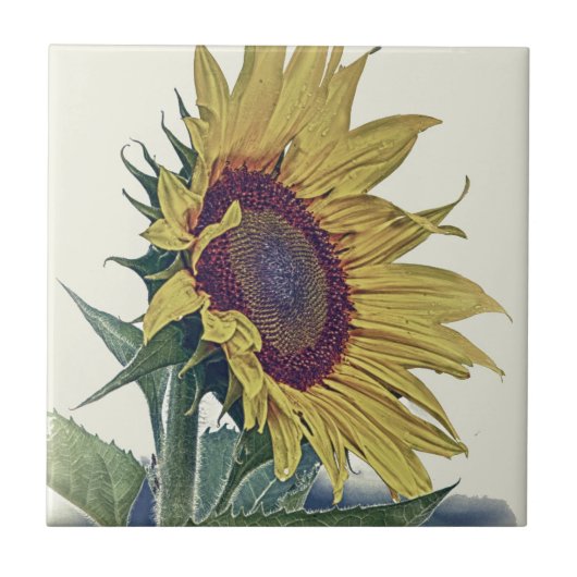 ヴィンテージのヒマワリの元のぼろぼろの古い学校の一見 タイル (正面)