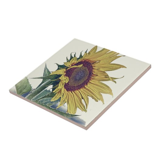 ヴィンテージのヒマワリの元のぼろぼろの古い学校の一見 タイル (側面)