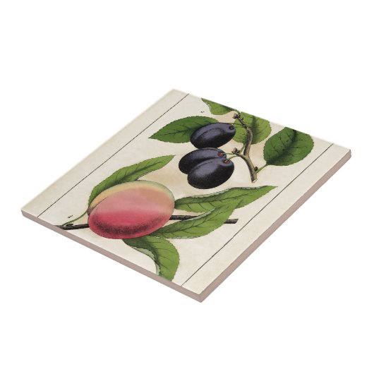 ヴィンテージのフルーツのモモの植物のプリント タイル (側面)