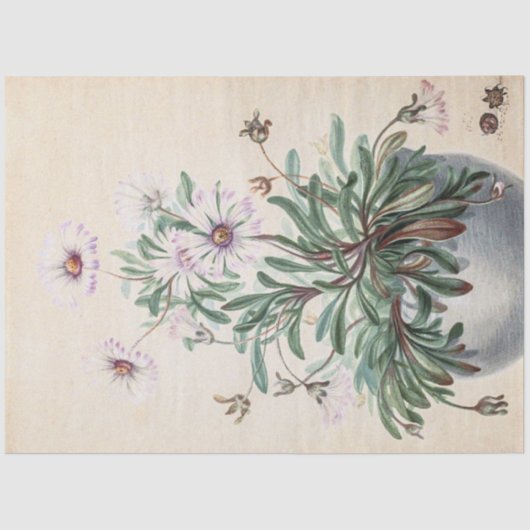 ヴィンテージのポット 薄葉紙 (正面)