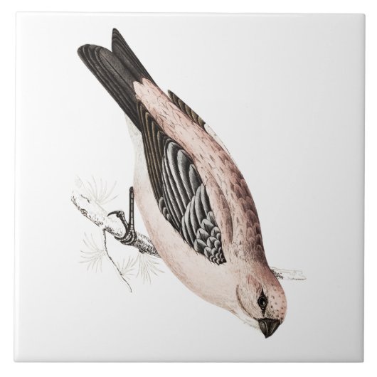 ヴィンテージのマツGrossbeakの歌の鳥のイラストレーション タイル (正面)