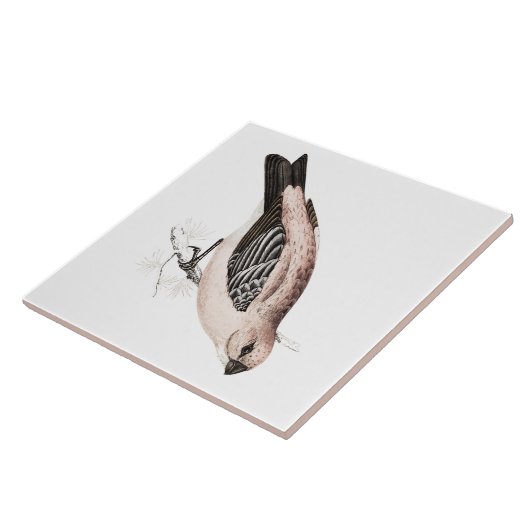 ヴィンテージのマツGrossbeakの歌の鳥のイラストレーション タイル (側面)