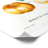 ヴィンテージのリンゴのレドゥーテポスター ポスター (角)