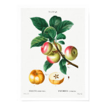 ヴィンテージのリンゴのレドゥーテポスター