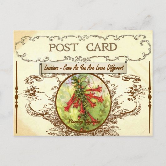 ヴィンテージのルイジアナの州花の郵便はがき ポストカード (正面)