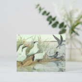 ヴィンテージのルイフェルテスによる湿原の海岸の鳥 ポストカード (スタンド正面)