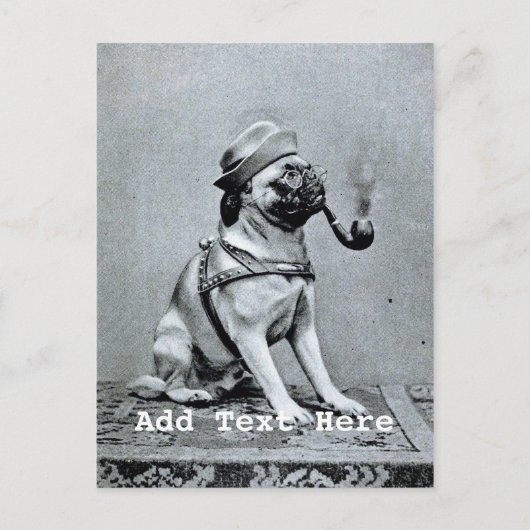 ヴィンテージの上品なパグの写真 ポストカード (正面)