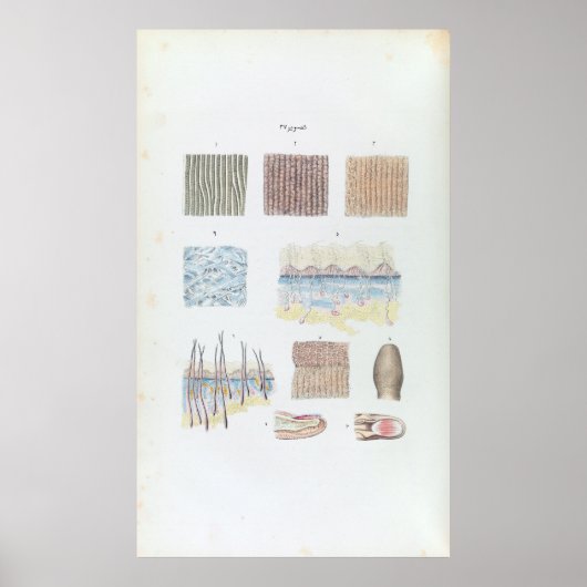 ヴィンテージの人毛の皮膚と爪、 ネイル ポスター (正面)