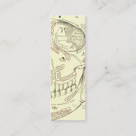 ヴィンテージの人間の解剖学のAnterolateralのスカルの区分 スキニー名刺 (正面)