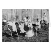 ヴィンテージの写真-乾燥するべき猫のぶら下がったなラット (正面横)