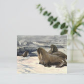 ヴィンテージの北極雪でのウォーリーズCE Swan ポストカード (スタンド正面)