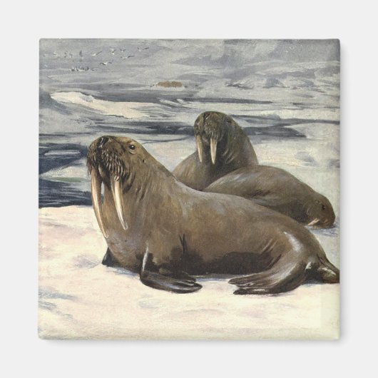 ヴィンテージの北極雪でのウォーリーズCE Swan マグネット (正面)