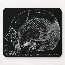 ヴィンテージの医学のスケッチの人間の一時的な筋肉