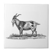ヴィンテージの国内ヤギのイラストレーション- 1800'sヤギ タイル (正面)