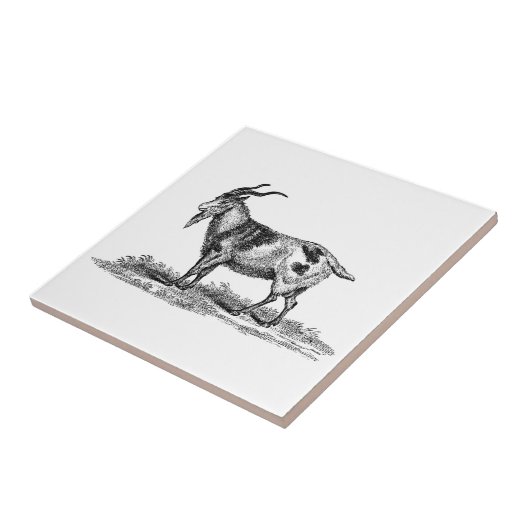 ヴィンテージの国内ヤギのイラストレーション- 1800'sヤギ タイル (側面)