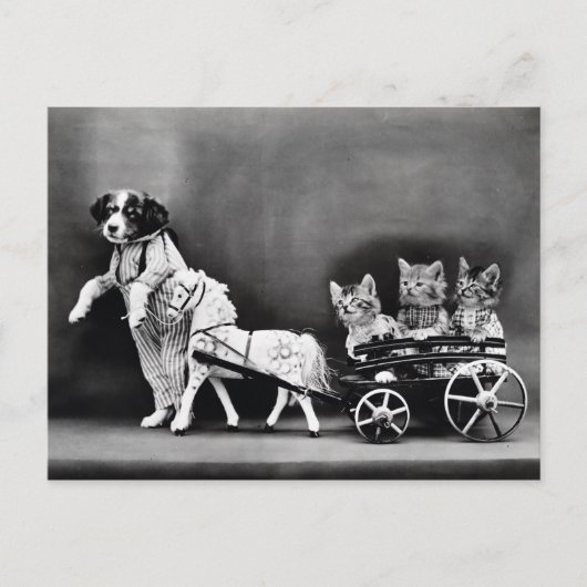 ヴィンテージの子犬および子ネコの郵便はがき ポストカード (正面)