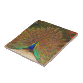 ヴィンテージの孔雀の絵画のタイル タイル (側面)