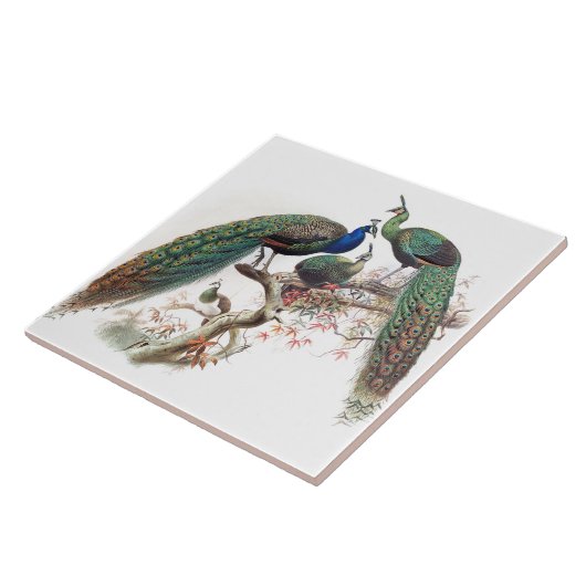 ヴィンテージの孔雀の鳥の野性生物動物のタイル タイル (側面)