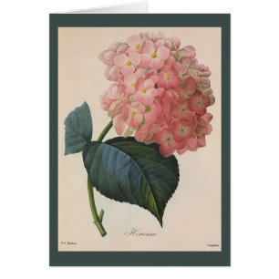 ヴィンテージの庭の花、ピンクのアジサイのHortensia
